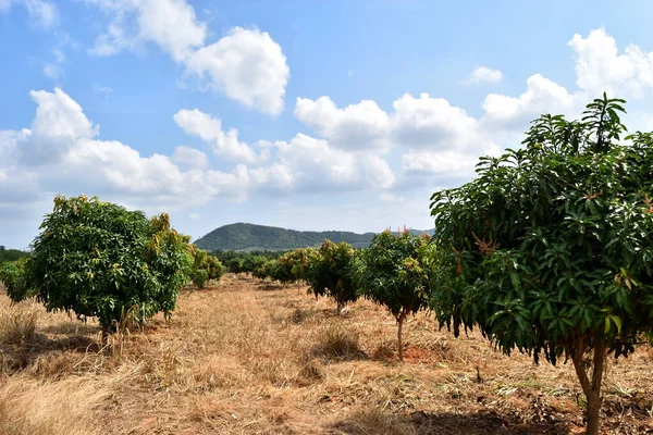 Mango Träd Jordbruk Träd Planterade Rader Med Blå Himmel Och — Stockfoto