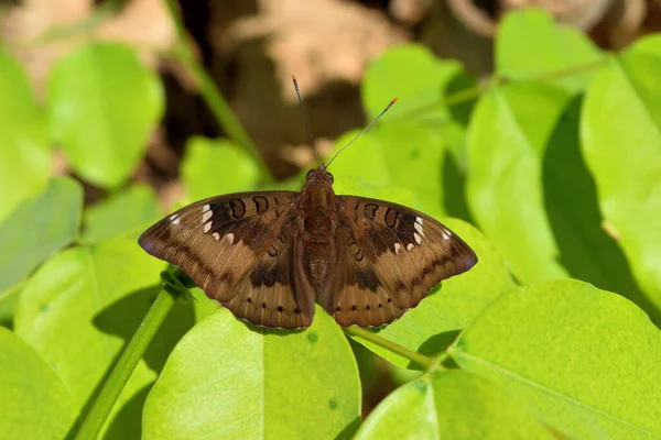 マンゴー バロン ユーサリア アコンテア 翼の上に白い縞模様をトレイブラウン 緑の葉の上の蝶 — ストック写真