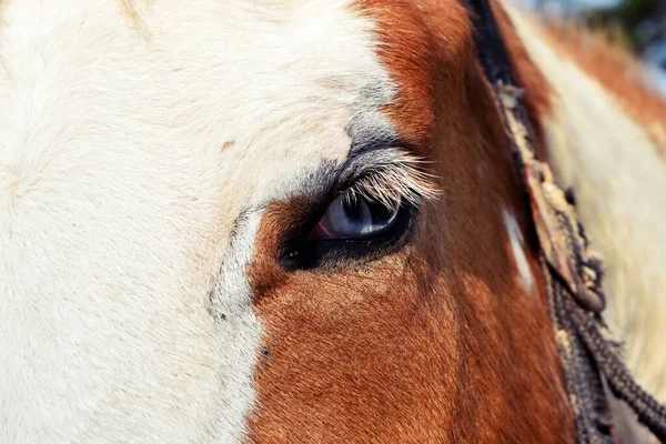 赤の閉じる 額に白い毛皮を持つ茶色の馬の目 哺乳類や野生生物の穏やかで美しい目 — ストック写真