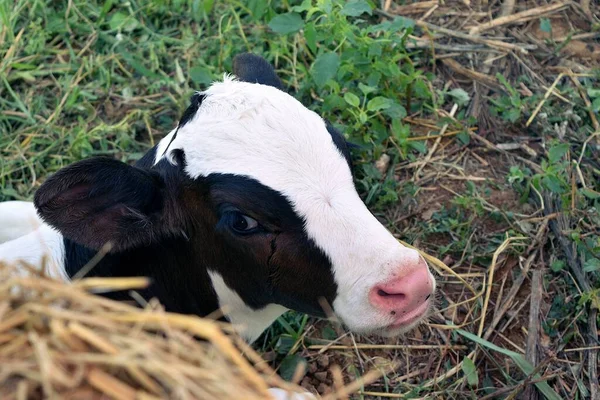 White Dark Brown Stripes Pink Nose Calf Baby Dairy Cow — Zdjęcie stockowe