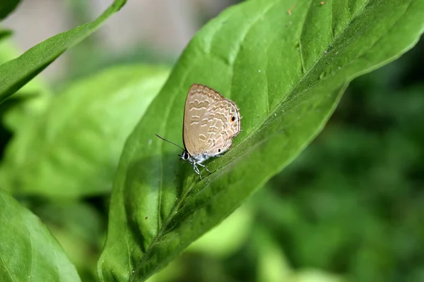 Plain Cupid Fjäril Blad Med Naturlig Grön Bakgrund Svart Fläck — Stockfoto