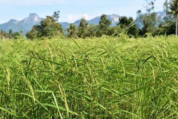 Grönt Ris Åkergrödor Med Massa Frön Jordbruk Thailand — Stockfoto