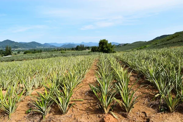 Plantera Ananas Den Branta Sluttningen Kullen Thailand Berg Med Blå Stockbild