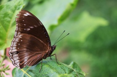 Büyük yumurta sineği, Hypolimnas bolina, koyu kahverengi kanattaki Trey beyaz çizgileri, yeşil yaprak üzerindeki erkek kelebek.