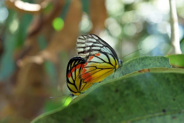 Geschilderde Izebel Vlinder Delias Hyparete Gele Oranje Zwarte Strepen Witte — Stockfoto