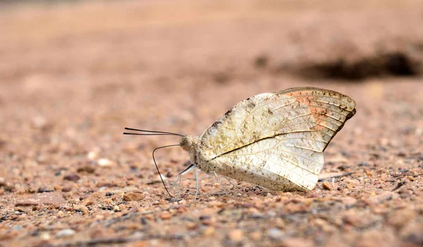 クリーム色の蝶は 茶色の砂の土壌中のミネラルを吸います 汚れの土地で偉大なオレンジのヒント蝶 ヘブモイアのブドウ — ストック写真