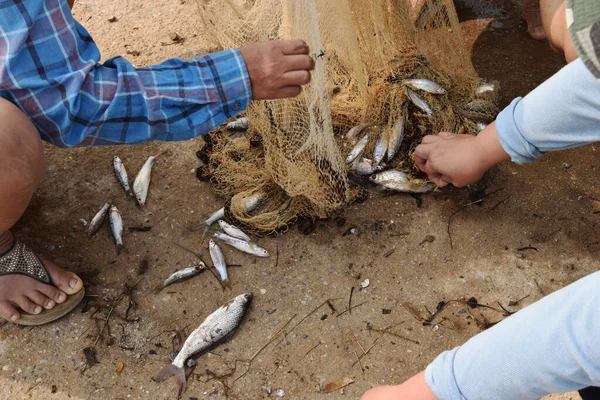 Many Freshwater Fishes Caught Local Tool Fisherman Hands Take Fish — Stock Photo, Image