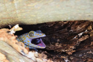 Gekko Gekko 'nun mor derisine yayılmış pek çok sarı nokta var. Yüzü sürüngenlere gülüyor.