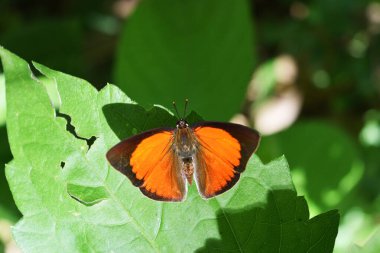Curetis Dentata, Dentate Sunbeam, Turuncu ve Kelebek kanatlarında koyu kahverengi çizgiler, Yaprakta Tropikal böcek ve doğal yeşil arka plan