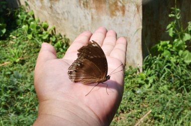 Büyük yumurta sineği, Hypolimnas bolina, Trey kahverengi kanatta beyaz çizgiler, insan elinde kelebek.
