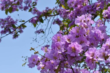 Kraliçe 'nin çam ağacının mor rengi arka planda mavi gökyüzü Lagerstroemia Specosa çiçeklerinin erken açması.