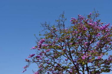 Kraliçe 'nin çam ağacının mor rengi arka planda mavi gökyüzü Lagerstroemia Specosa çiçeklerinin erken açması.