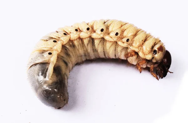 Gusano Del Escarabajo Rinoceronte Coco Larva Sobre Fondo Blanco — Foto de Stock