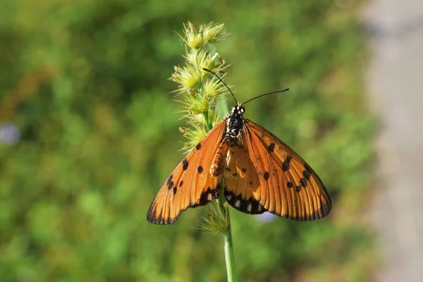 Оранжевое Крыло Черными Полосками Собранными Черно Белыми Пятнами Бабочка Tawny — стоковое фото