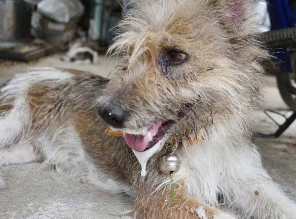 Cão Marrom Tem Espuma Saliva Transbordar Boca Sintomas Filhote Cachorro — Fotografia de Stock