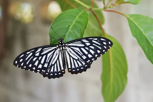 Papilio Clytia Mariposa Común Mime Hoja Verde Blanco Con Patrón — Foto de Stock
