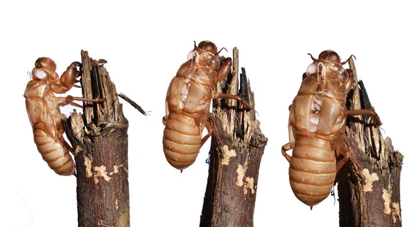 Cicada Peeling Izolované Bílém Pozadí Skupina Prázdné Larvy Hmyzu Větvi — Stock fotografie