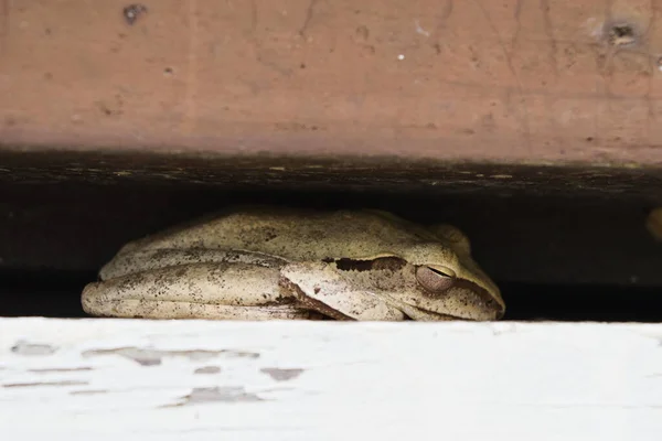 Groddjur Tropiska Asien Lokal Varelse Thailand Vanlig Trädgroda Sover Nisch — Stockfoto