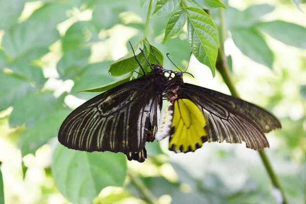 Troides Aeacus Golden Birdwing Butterfly Amarillo Gris Rayas Manchadas Alas — Foto de Stock