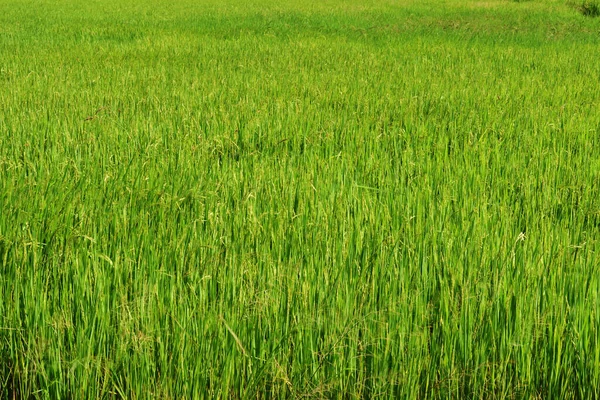 Campo Espigas Arroz Con Cáscara Verde Cultivo Cereales Tropical Tailandia —  Fotos de Stock