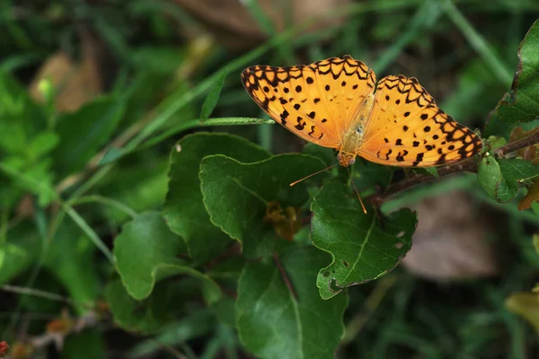 Черные Полосы Оранжевом Цвете Крыльев Тропических Насекомых Бабочка Леопард Дереве — стоковое фото