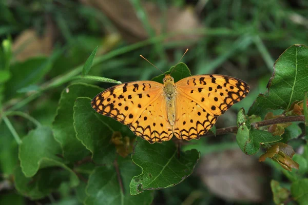 Rayures Noires Sur Des Ailes Couleur Orange Insectes Tropicaux Papillon — Photo