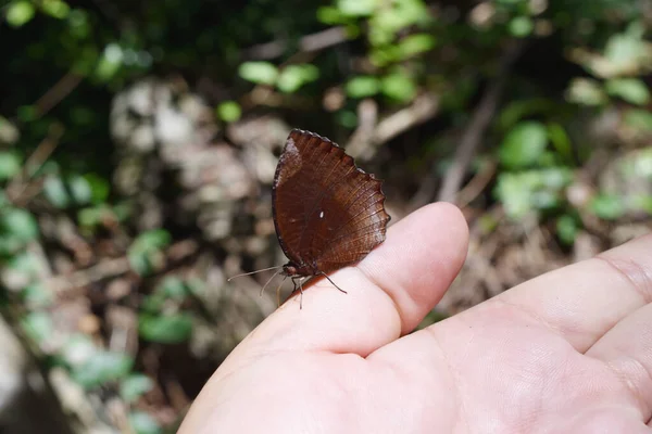 天然緑の背景を持つ人間の指の上の一般的なパルムフライ蝶 熱帯昆虫の茶色の翼のポルカドットと抽象的な白 — ストック写真