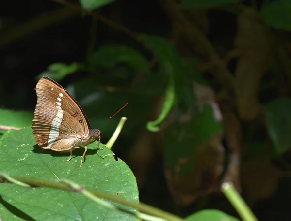 褐色蝴蝶翅膀上有红色和黑色图案 红斑侯爵 热带昆虫叶子 — 图库照片
