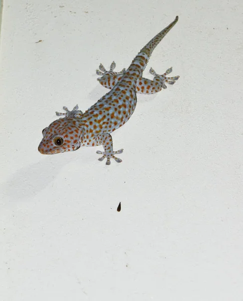 Tokay Gecko Szarej Ścianie Wiele Pomarańczowych Kropki Koloru Rozłożone Niebieskiej — Zdjęcie stockowe