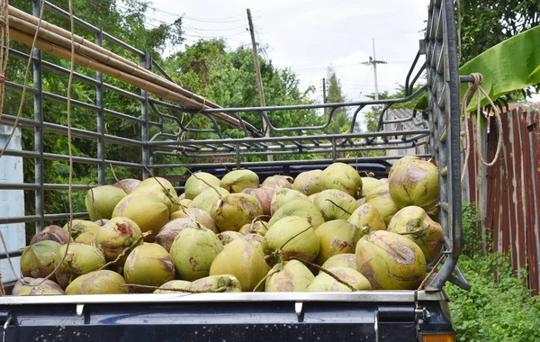 Lots of coconut fruit in pickup truck , Transporting  to sell , Tropical fruits are nutritious and taste good , Thailand