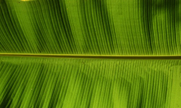 Closeup Folha Banana Fundo Abstrato Superfície Verde Com Pequena Linha — Fotografia de Stock