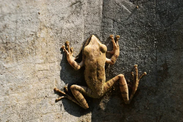 아시아의 양서류 타이의 개구리 — 스톡 사진