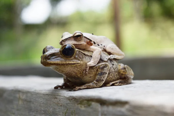 Groddjur Tropiska Asien Lokala Varelser Thailand Gemensamma Träd Groda Parning — Stockfoto