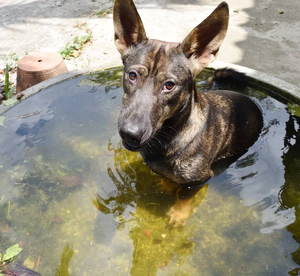 Cão Marrom Escuro Sentado Água Banheira Comportamento Pet Descanso Verão — Fotografia de Stock