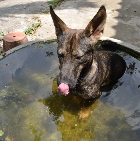 Cão Marrom Escuro Lambendo Seu Nariz Enquanto Sentado Água Banheira — Fotografia de Stock