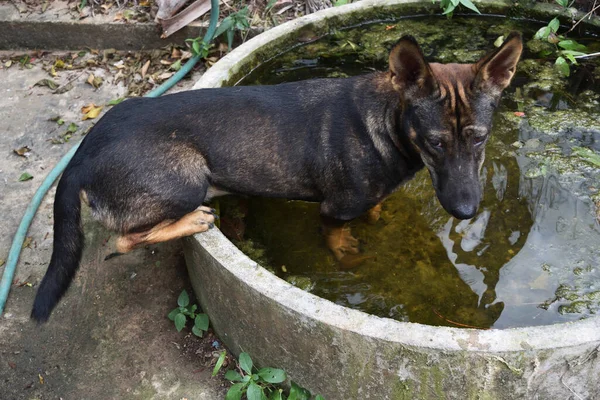 Cão Marrom Escuro Sentado Água Banheira Como Aliviar Calor Animais — Fotografia de Stock
