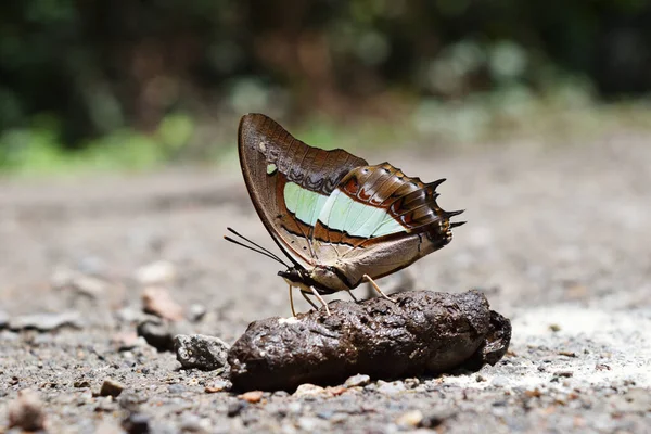 Common Nawab Butterfly Polyura Athamas Butterfly Sucking Eating Mineral Animal — Stock Photo, Image