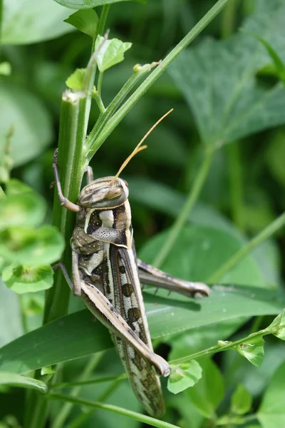 Bombay Locust Természetes Zöld Háttér Barna Minta Test Egy Növényevő — Stock Fotó