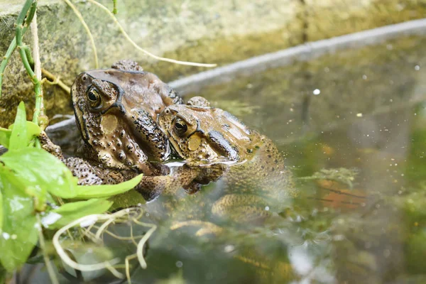 Žáby Páří Vodě Obojživelníci Tropické Asii Místní Tvor Thajsku Reprodukční — Stock fotografie