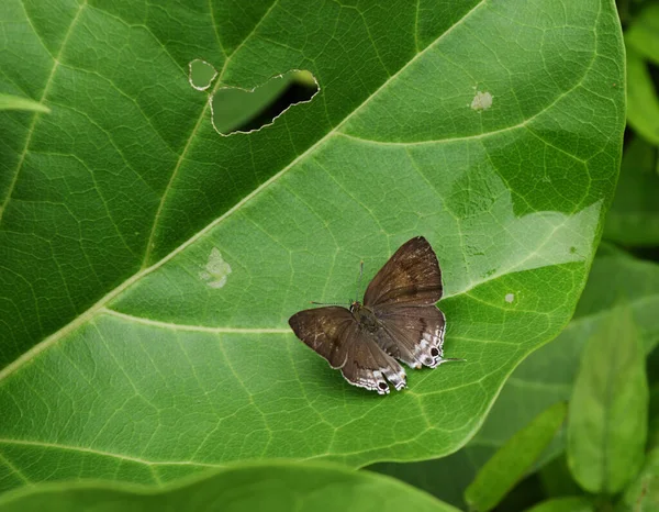 Black Circles White Lines Brown Wing Common Tit Butterfly Hypolycaena — Stock fotografie