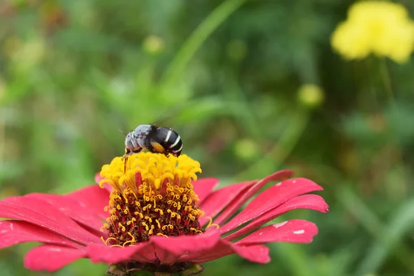 Yellow Pollen Group Red Petals Zinnia Violacea Cav Blossom Carpenter — Stock Photo, Image