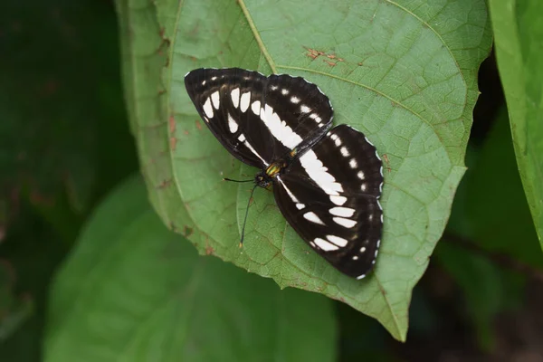 Zwykły Motyl Liściu Naturalnym Zielonym Tłem Abstrakcyjny Wzór Brązowy Białym — Zdjęcie stockowe