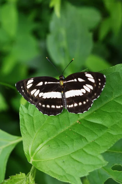 나뭇잎에 자연적 배경을 가지고 날개에 과검은 추상적 무늬의 실라스 — 스톡 사진