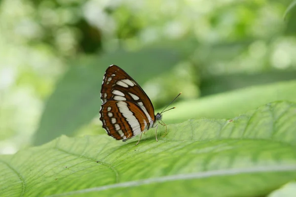 Borboleta Comum Marinheiro Liso Folha Com Fundo Verde Natural Padrão — Fotografia de Stock