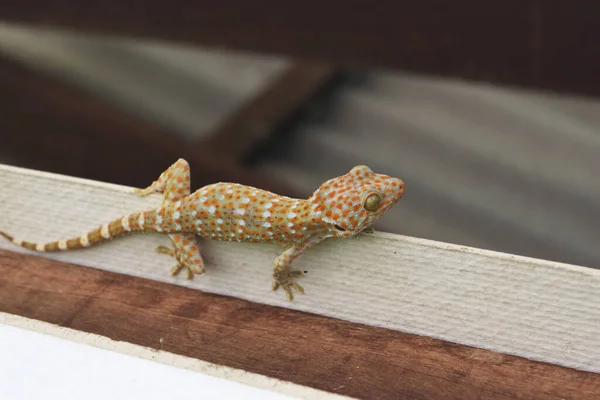 Tokay Gecko Parede Cinza Muitos Pontos Cor Laranja Espalhados Pele — Fotografia de Stock