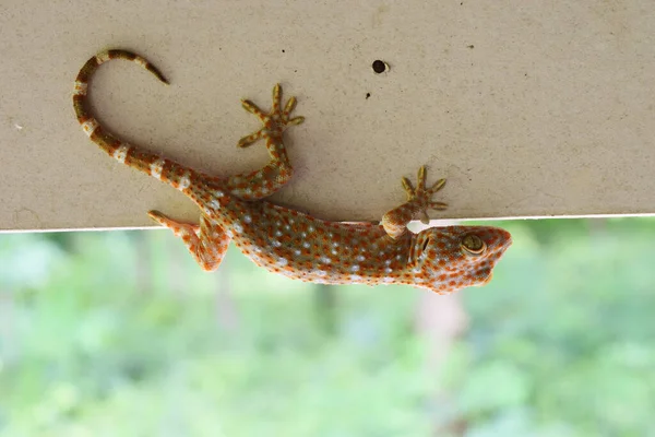 Tokay Gecko Zakřiveným Ocasem Šedé Stěně Mnoho Oranžových Barevných Teček — Stock fotografie