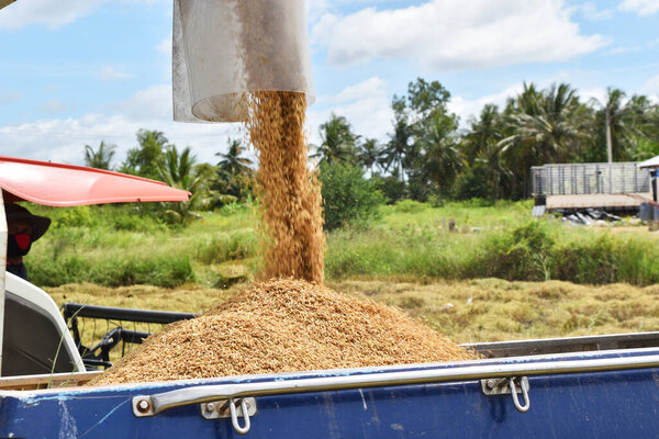 The Combine harvester transferring rice paddy through the conveyor belt and pipe into the pickup truck , Thailand
