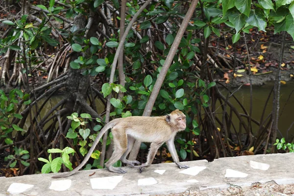 Singe Poilu Doré Marchant Dans Forêt Mangroves Macaque Longue Queue — Photo