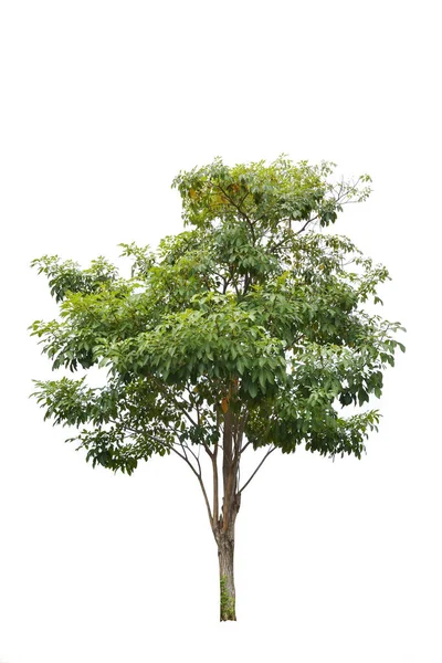 白色背景的多年生植物 有褐色树干和绿色灌木的热带树 — 图库照片