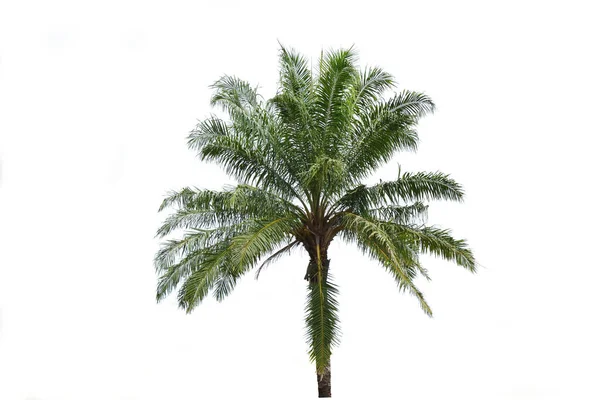 Wieloletni Izolat Roślin Białym Tle Palma Kokosowa Brązowym Tułowiem Zielonym — Zdjęcie stockowe